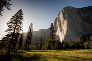 Leveraging Earth Tones A Practical Color Strategy for Design Professionals